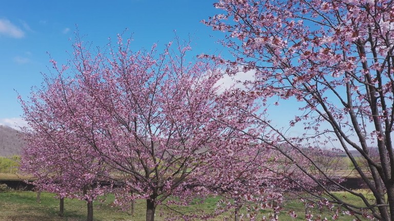 北海道空中散歩＃７２「桜咲く ～清水公園・桜六花公園～」