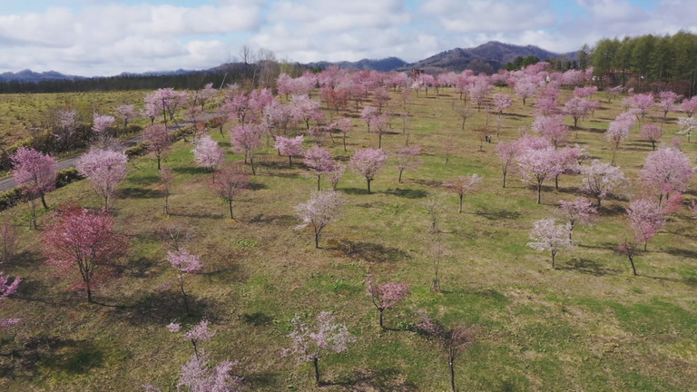 北海道空中散歩「桜六花公園・長節湖」